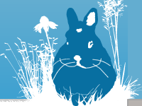 Boo: the most excellent rabbit the world has ever known. Boo: the most excellent rabbit the world has ever known.