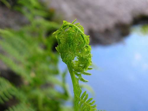 Fern frond