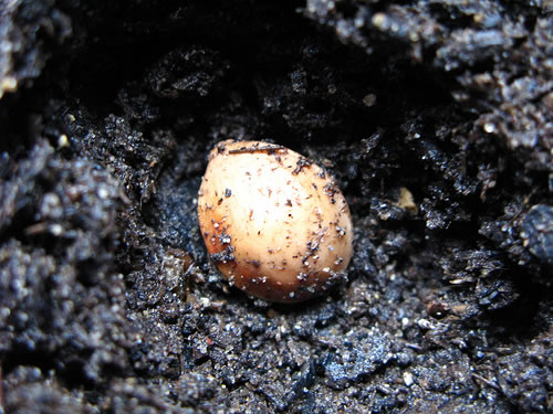 The Ginkgo Experiment: seed