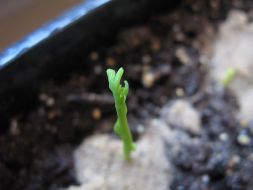 The Ginkgo Experiment: emerging