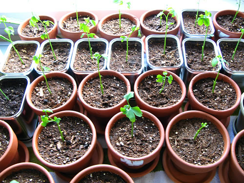 The Ginkgo Experiment: army of seedlings