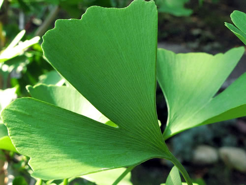Ginkgo leaves