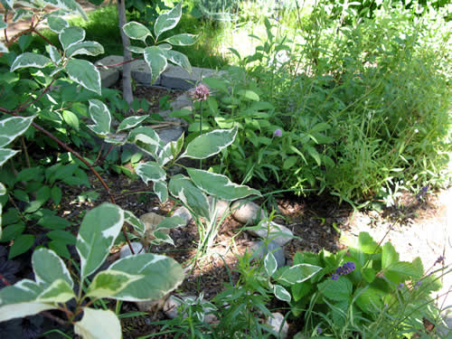 Parkway herb garden